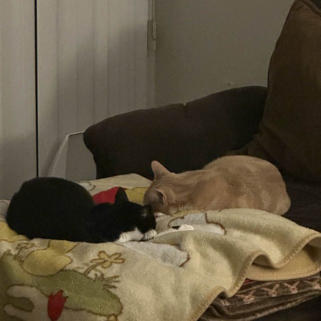 Two cats asleep together on a couch